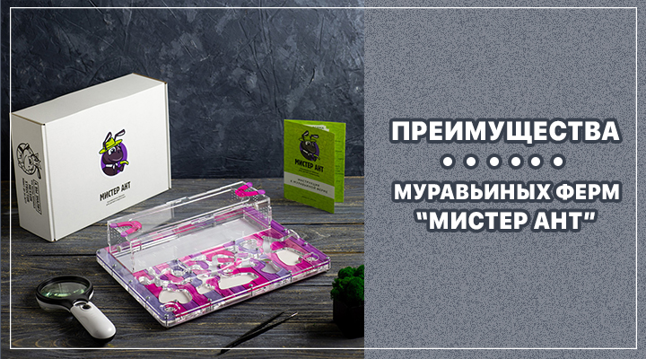 Почему мы: преимущества муравьиных ферм и комплектов "Мистер Ант"